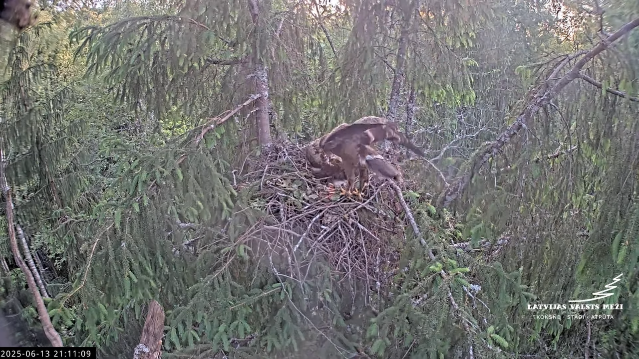 LVM mazais ērglis Lisiņa, egle2 – Lesser Spotted Eagle 13-57-29 screenshot (1)