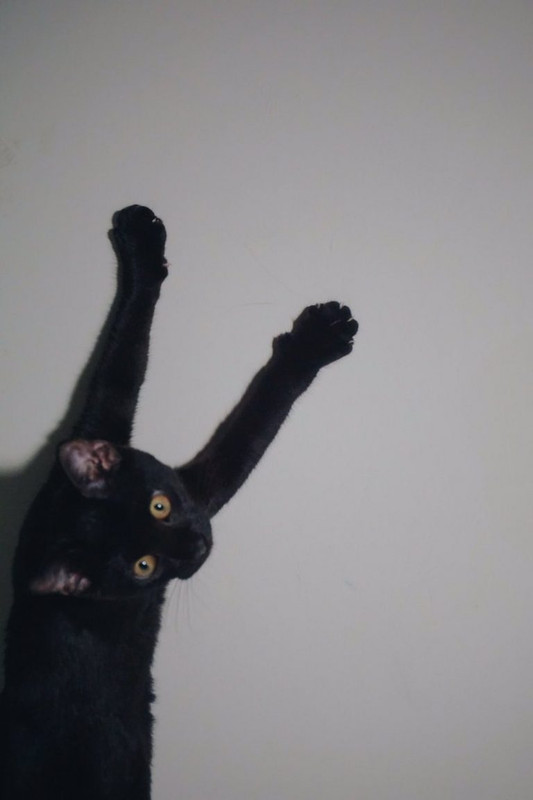 15 фотографий из соцсетей о жизни животных, которые сделают ваш день