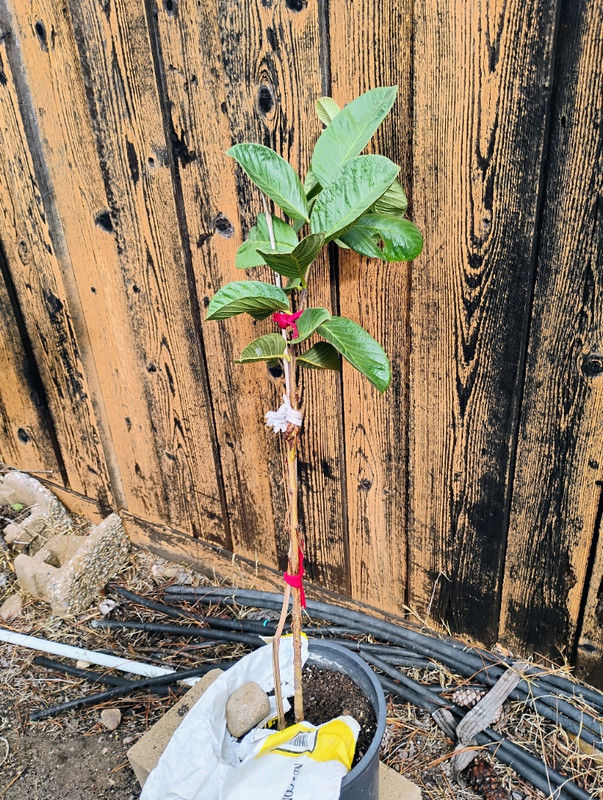 IMG_20251015_110400370_HDR_AE