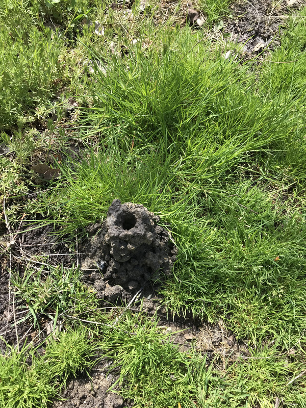 What Are The Mounds Of Dirt In My Yard at Lisa Whelan blog