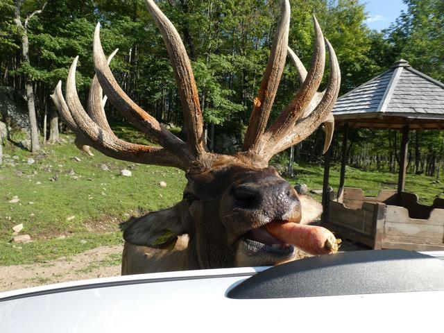 Sucrerie de la Montagne y Parc Omega - DOS SEMANAS EN EL ESTE DE CANADÁ (ONTARIO Y QUÉBEC) (15)
