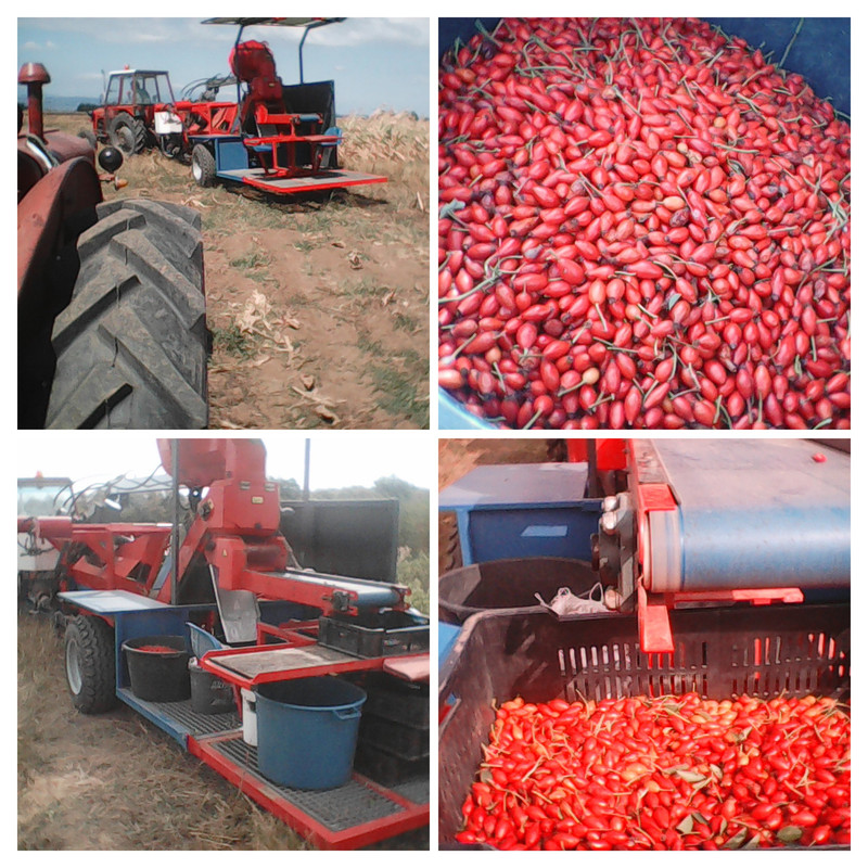 20250901-213056-COLLAGE.jpg