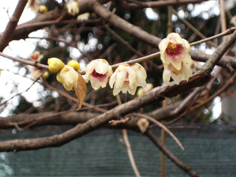 Chimomanthus perox_januar1