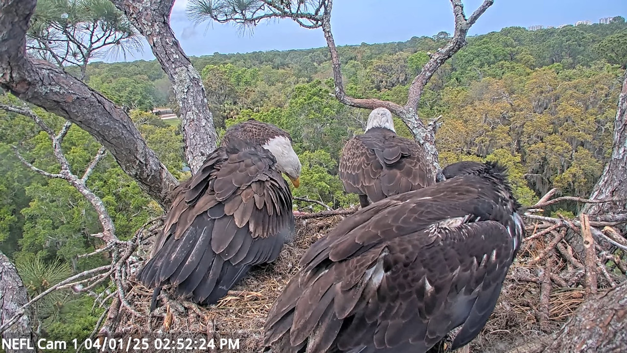 NEFL Cam 1 — tiešraidē Bald Eagle Cam 51-44 screenshot