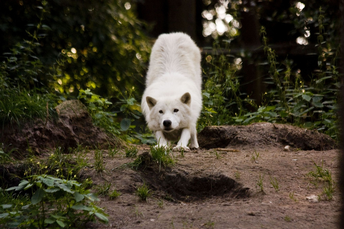 luene-15-wolf-by-dark-wolfs-stock-d95746y.jpg