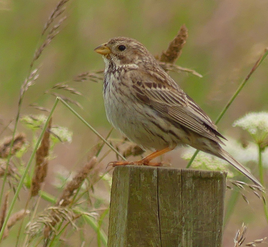 SKYLARK 3 040724
