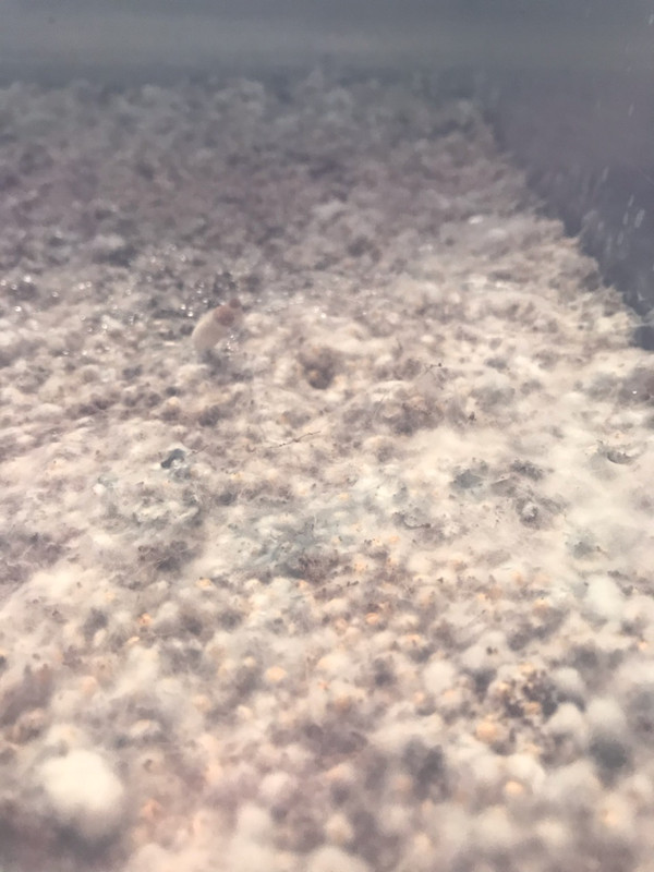 Messaging1584210948172