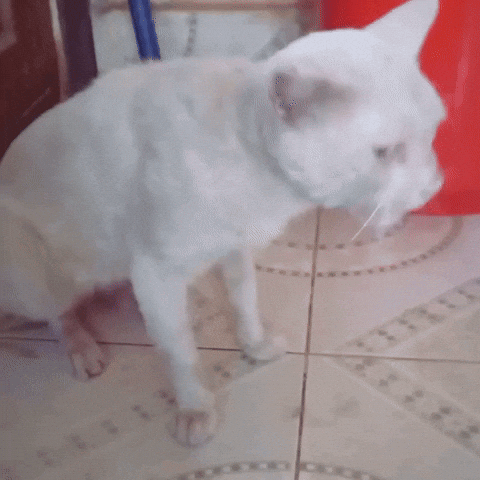 chat