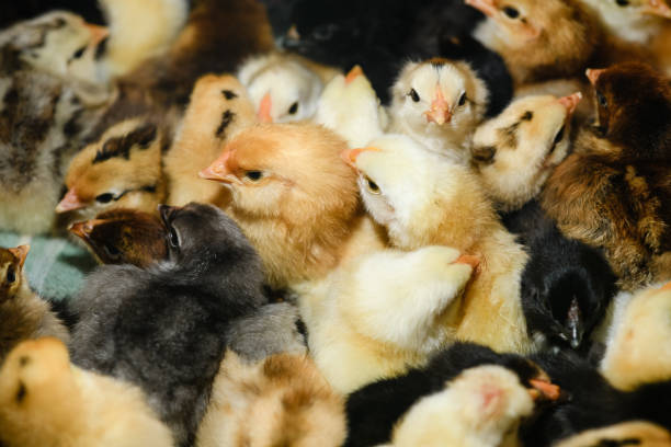 Chicks