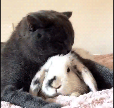 Cute-Cat-GIF-Affectionate-blue-cat-grooming-big-black-and-white-bunny-I-love-you-my-sweet-new-f.gif