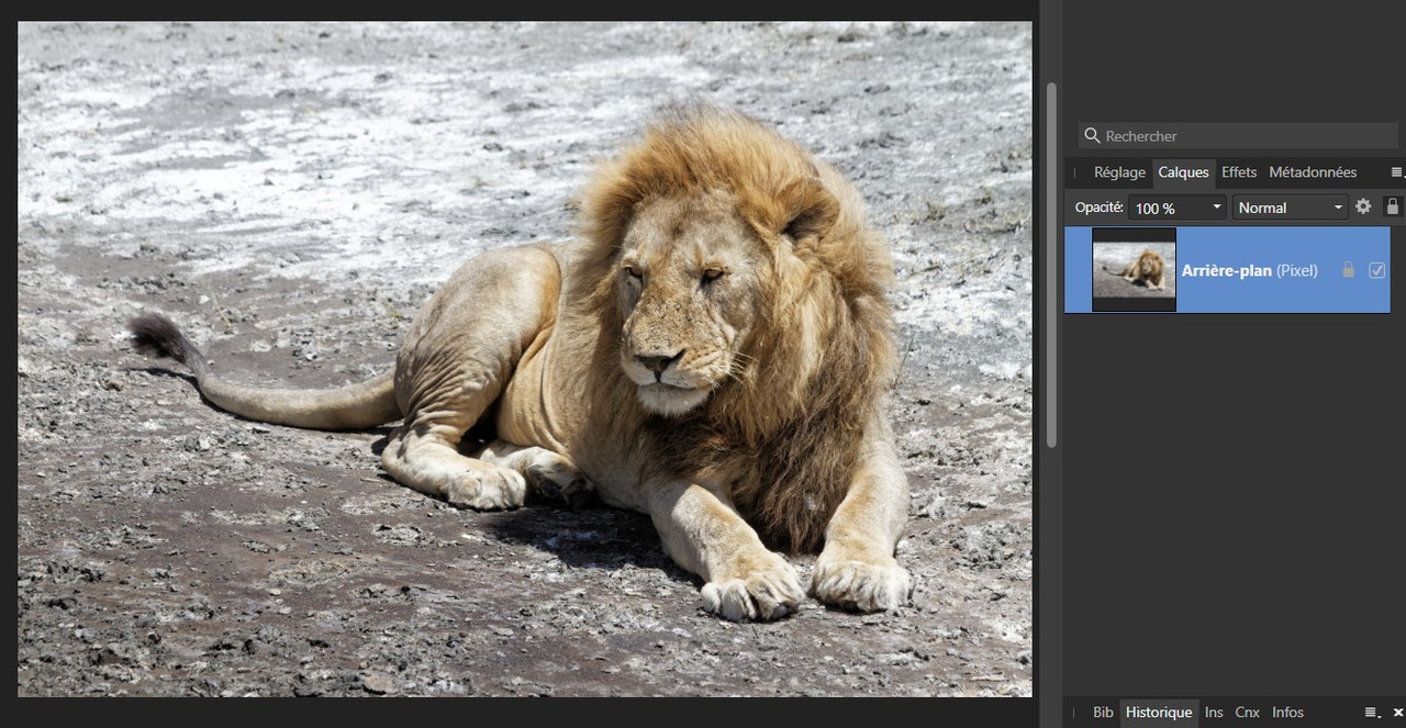 lion1
