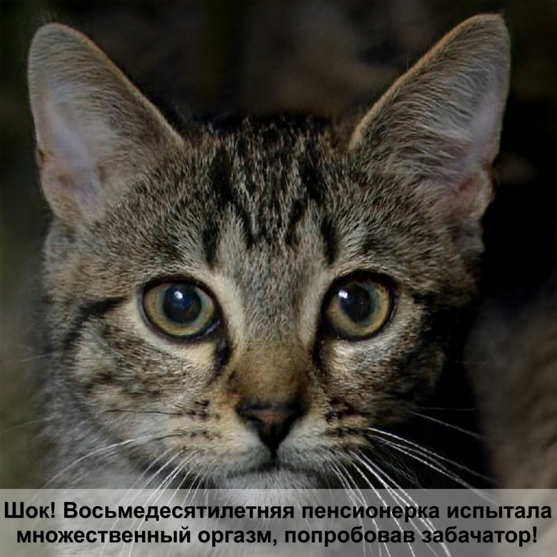 сиамская кошка лысая