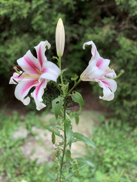 [Image: IMG-6376.jpg]