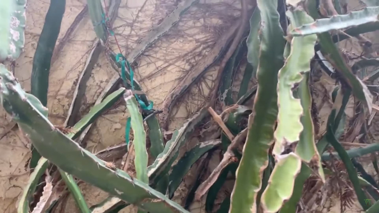 dragon-fruit-growing-on-the-wall.jpg