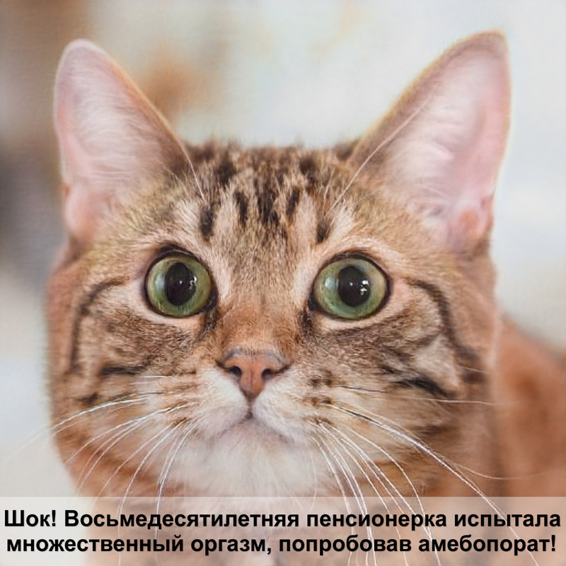 окрасы ориентальных кошек таблица