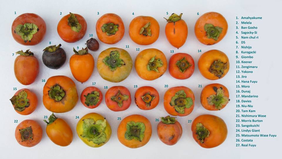persimmons1