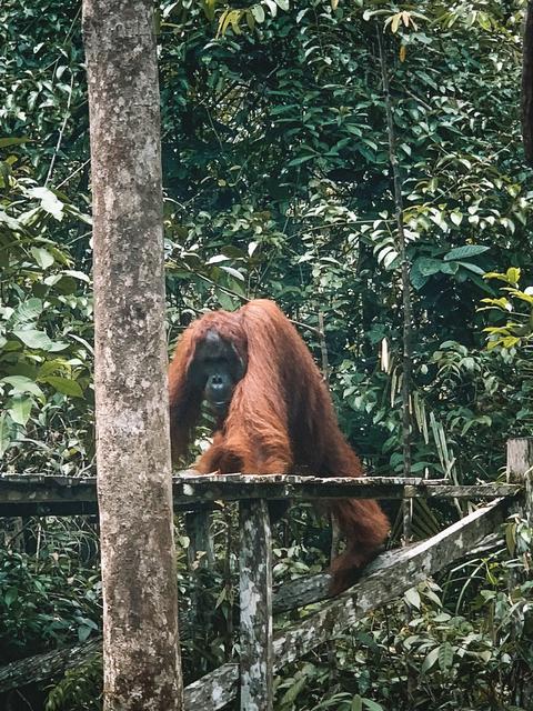 Borneo (P.N. Tanjung Puting) - Singapur e Indonesia 2018 (6)