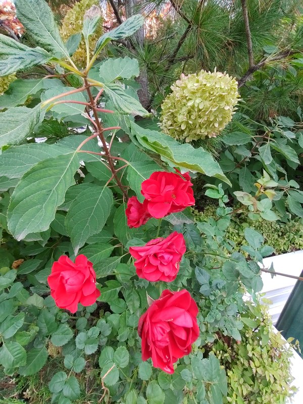 https://i.postimg.cc/tgCFvkVH/112-IMG-20241010-123220.jpg
