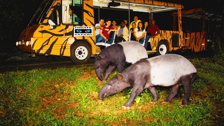 Night Safari Singapore