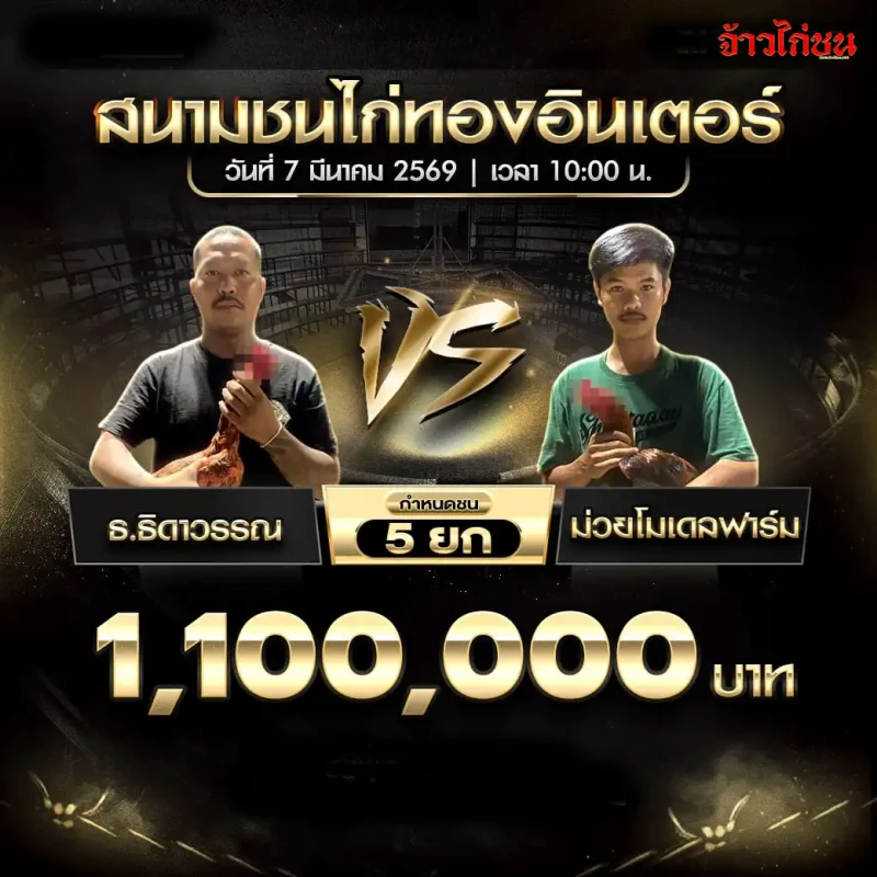โปรแกรมไก่ชน ธ ธิดาวรรณ พบ ม่วยโมเดลฟาร์ม สนามชนไก่ทองอินเตอร์ วันที่ 7 มีนาคม 2569