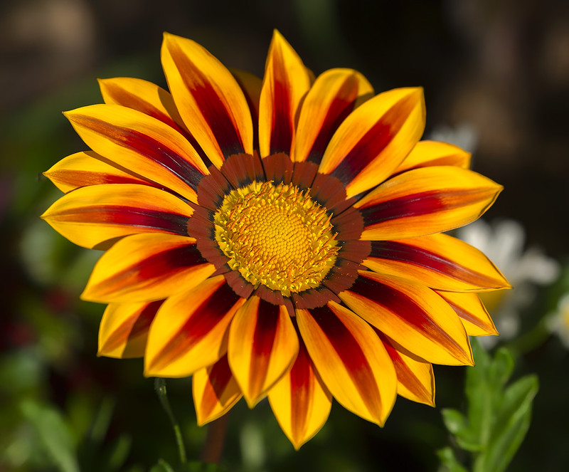 orange-sunflower.jpg
