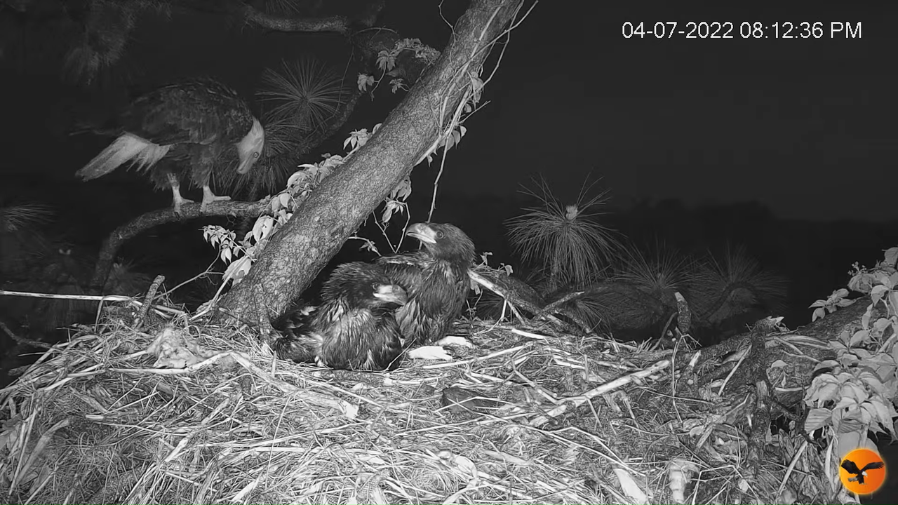 EC Nest Cam 2-36-53 screenshot (1)
