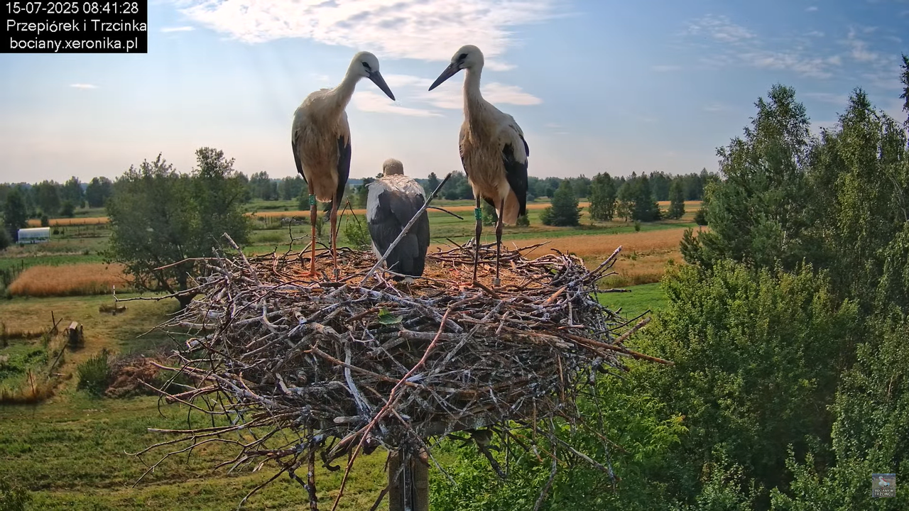15072025bociany16