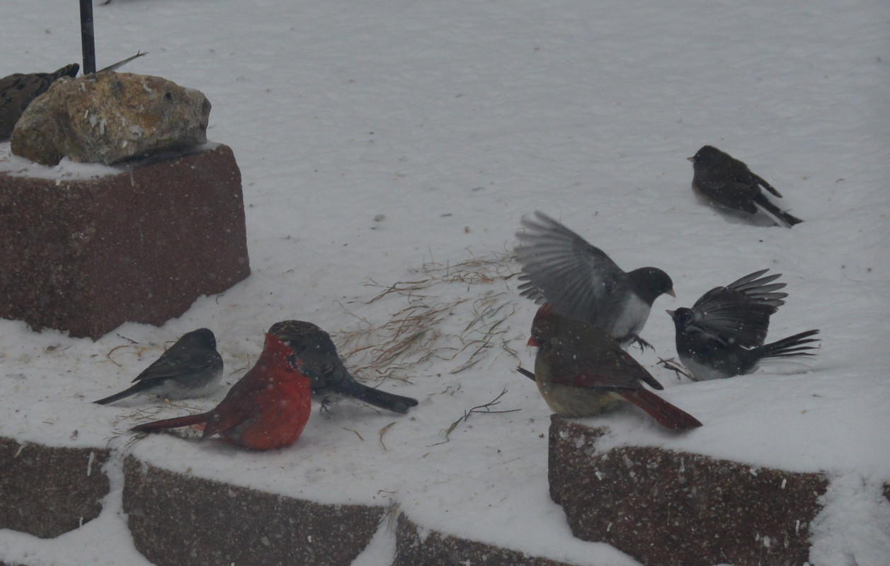 2021-2-15 Birds (4)