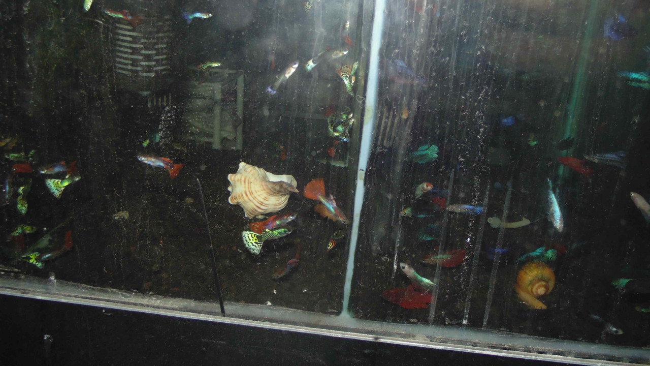 46.4.finger food IV (crop)