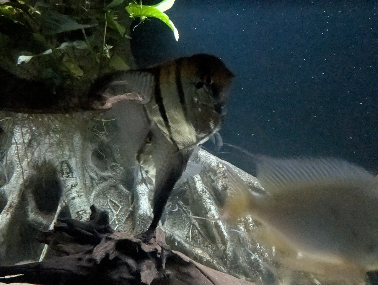 PXL 20251227 193855661 RAW 01 COVER