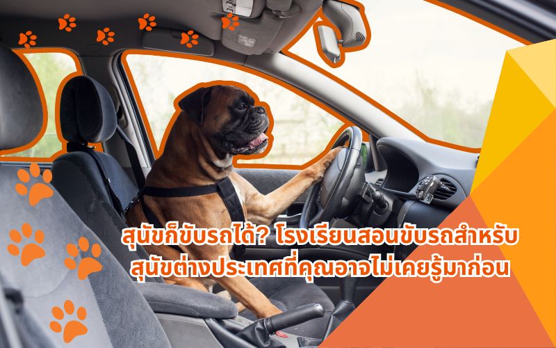 สุนัขก็ขับรถได้-โรงเรียนสอนขับรถสำหรับสุนัขต่างประเทศที่คุณอาจไม่เคยรู้มาก่อน