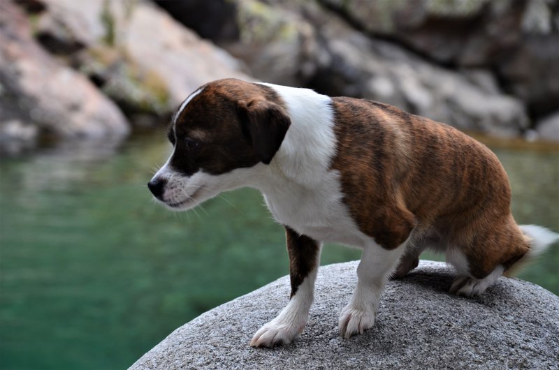 EL CHARCO VERDE-7-2-2015-AVILA - Paseando por España-1991/2016 (28)