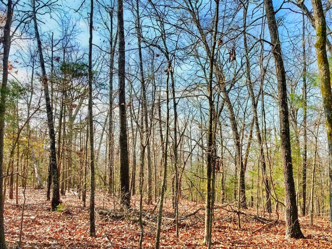 Up to 1.65 acres on 5 lots - Walk to Twin Lake