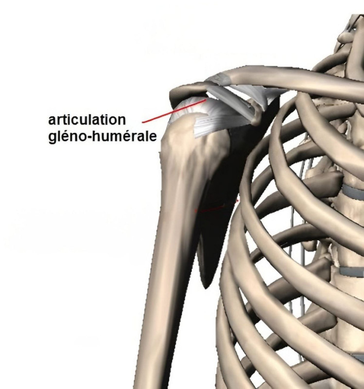 Articulation de l'Épaule