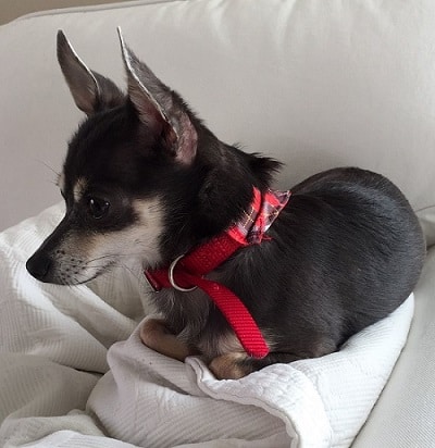 Barny-2015-04-11 (2)