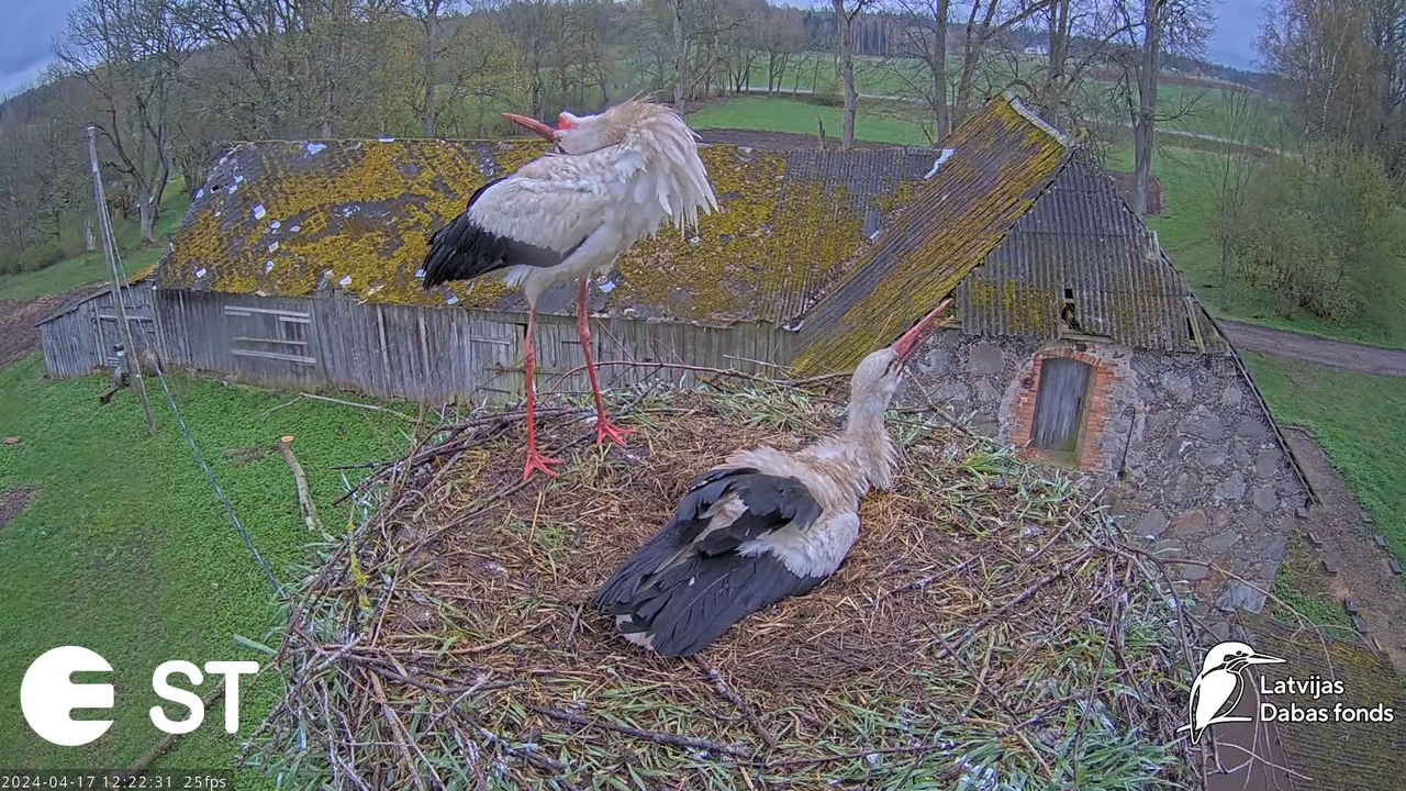 Baltie stārķi (Ciconia ciconia) Tukuma novadā - LDF tiešraide __ White storks in Tukums, Latvia 8-12