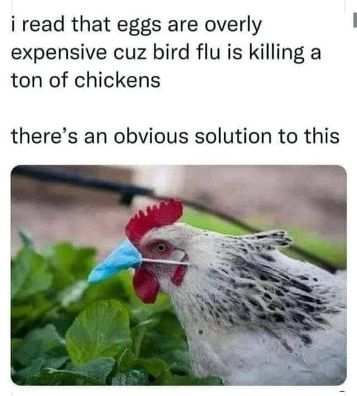 Bird-Flu.jpg