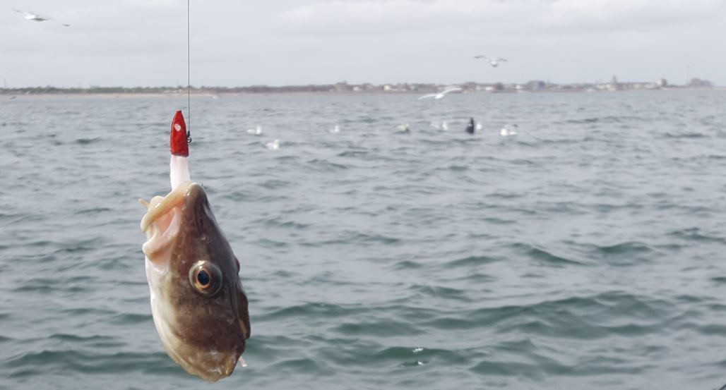 fishead.jpg