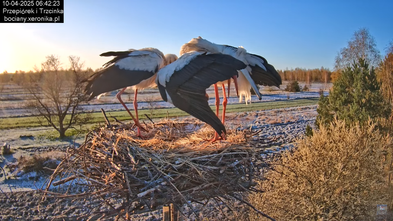 10042025bociany (26)