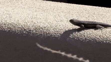 GIFs-9