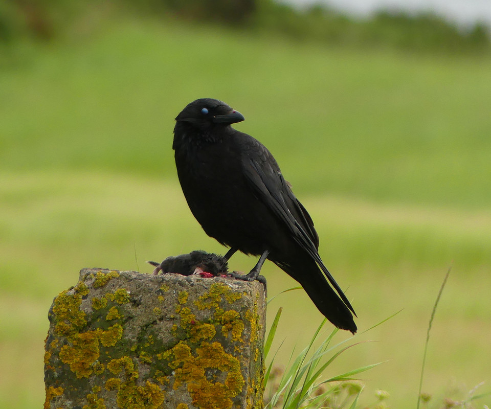 CROW 4 070724