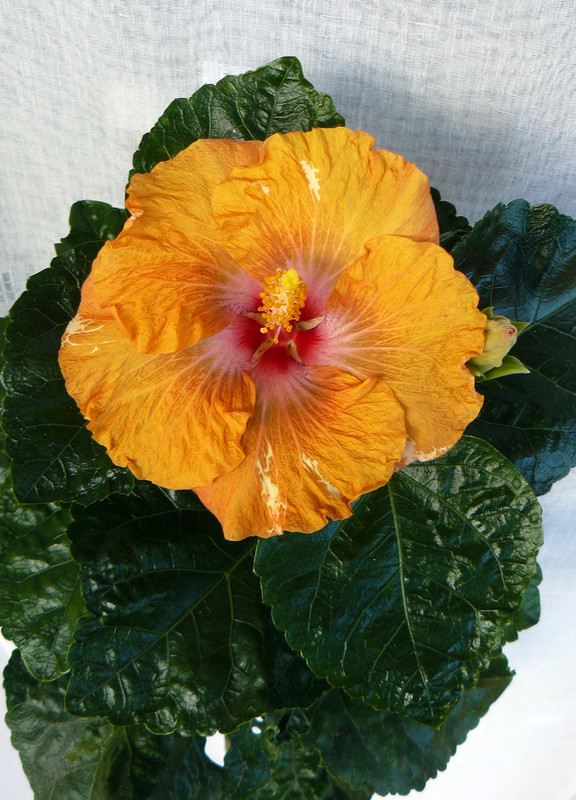 Taiwan Dark King  x  HVH Thunderhead 6, 6.1.2023 first bloom