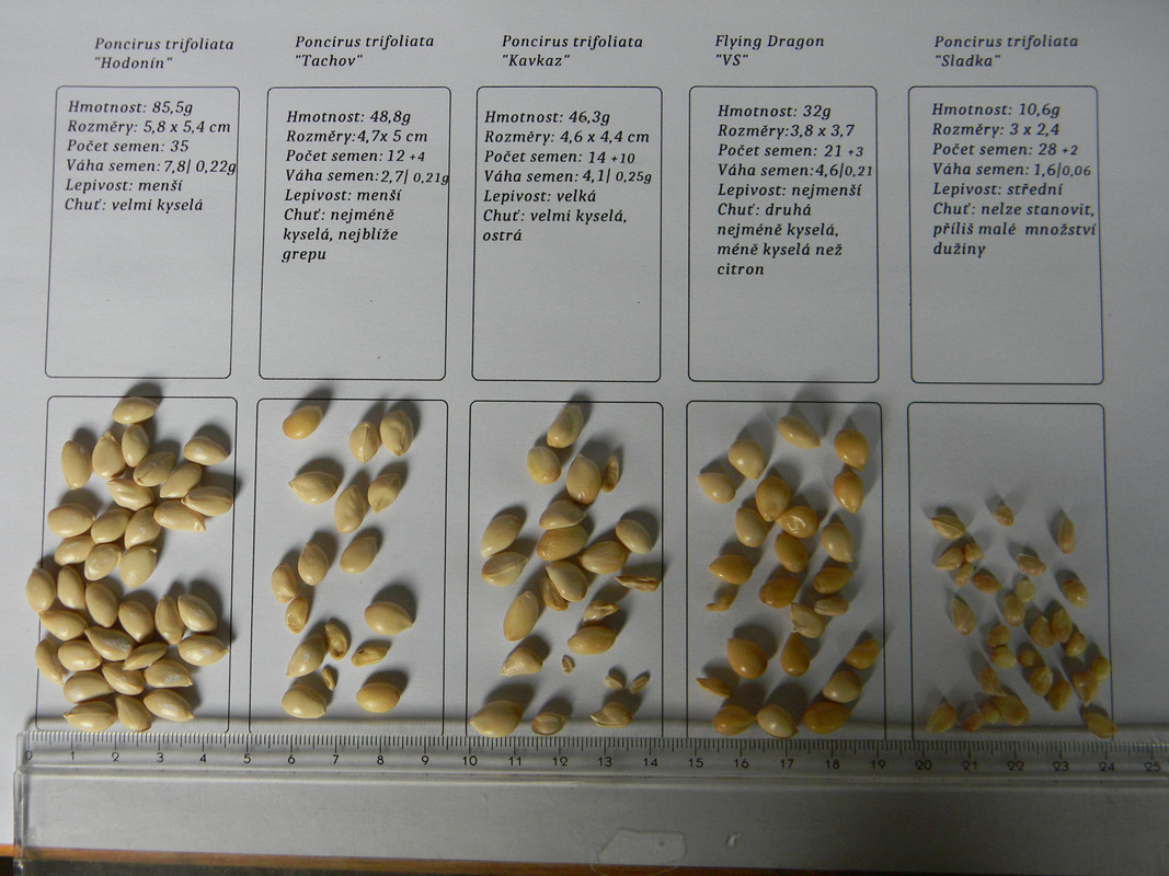 hodnoceni pocet semen váha rozmery chut