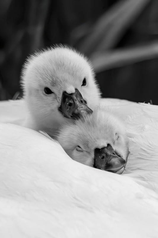 B-W-sw-an-cygnets.jpg