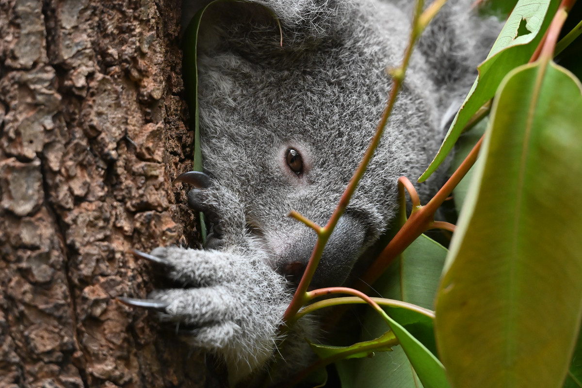 2025 Zoo Duisburg (181)