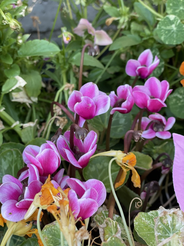 E8B1386D-11DF-4421-917A-F2A58A3C66AA_1_105_c