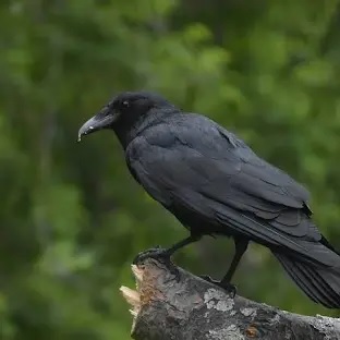 crow