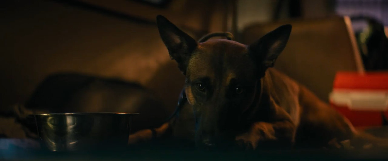 Dog 2022 WebRip [Hindi + Tamil + Telugu + English] 480p, 720p ESub Screenshot