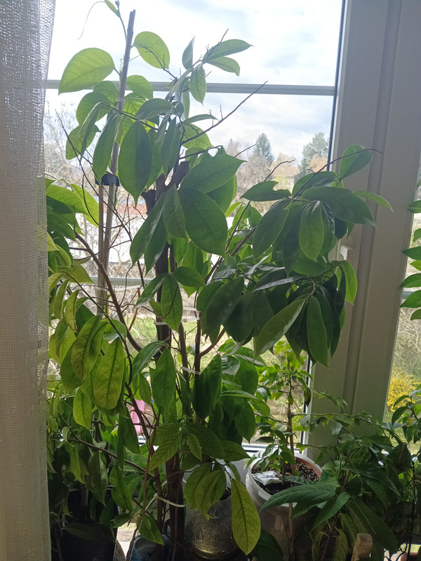 17754636594947895887303267548045