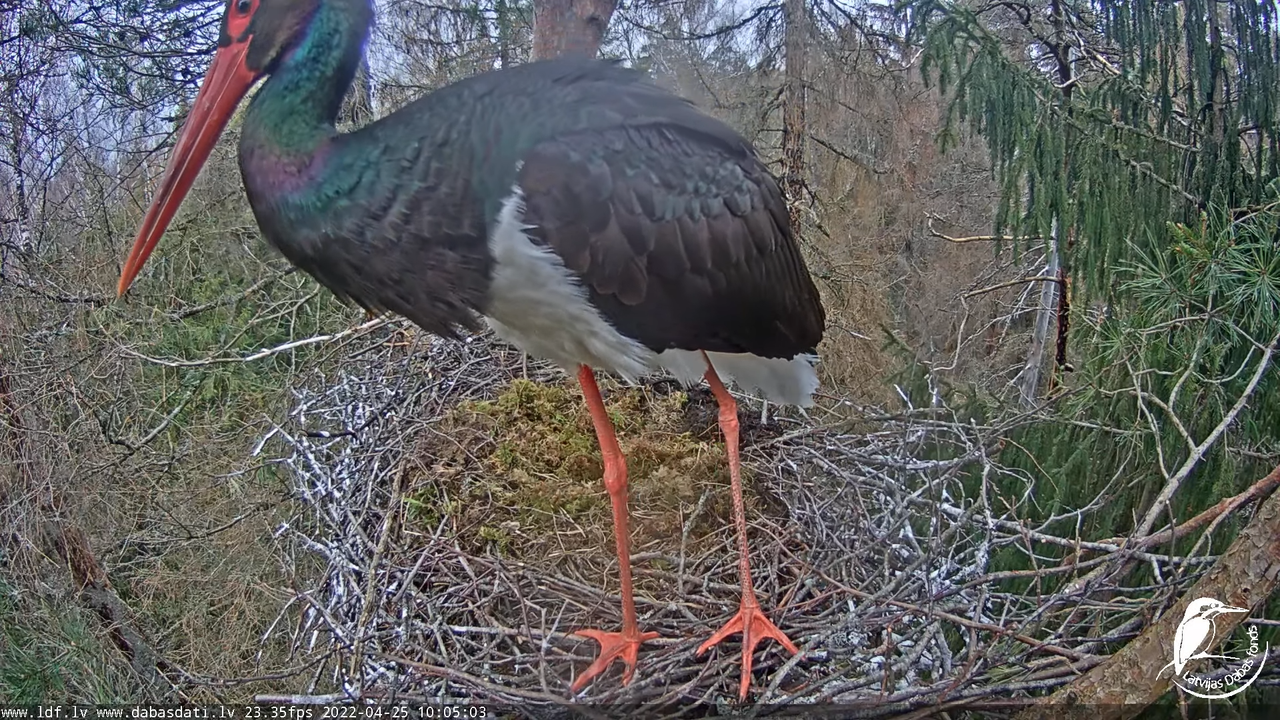 Melnais stārķis (Ciconia nigra) Siguldas novadā - LDF tiešraide 12-51-3 screenshot